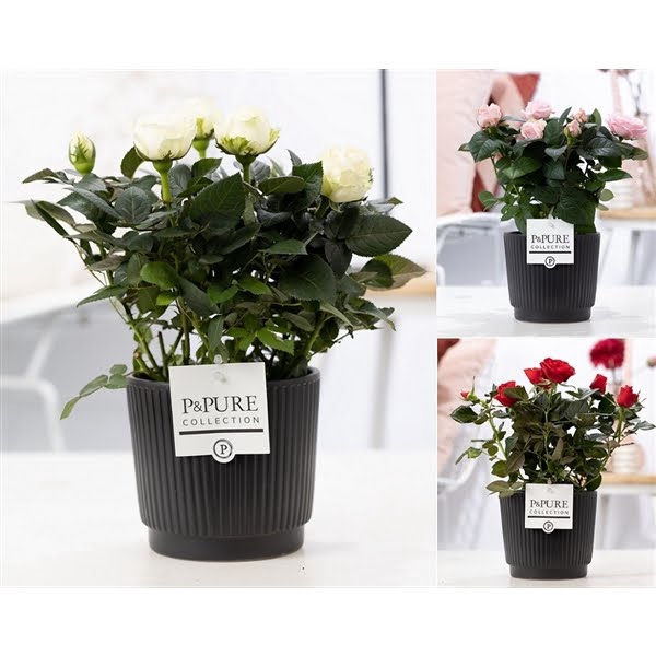 <h4>Rosa gemengd in P&PURE Liv ceramics matt black</h4>