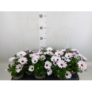 Osteospermum  'Margarita Cream'