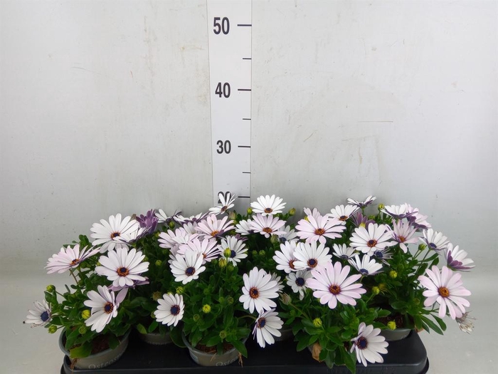 <h4>Osteospermum  'Margarita Cream'</h4>