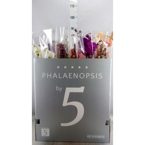 Phalaenopsis   ...mix  8