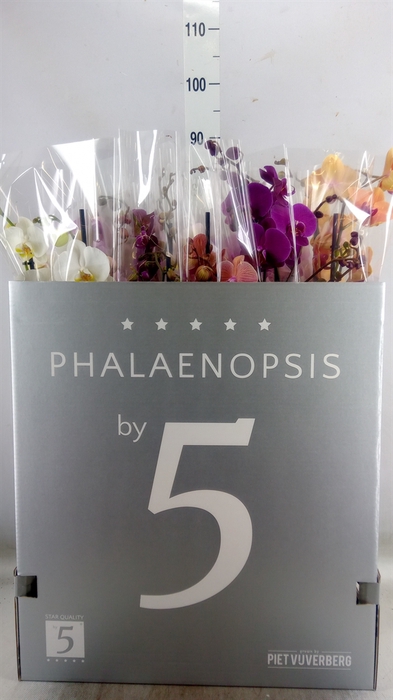 <h4>Phalaenopsis   ...mix  8</h4>