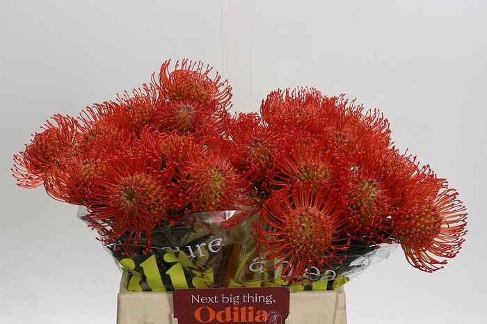 <h4>Nutans Succession</h4>