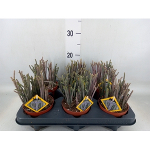 Crassula   ...