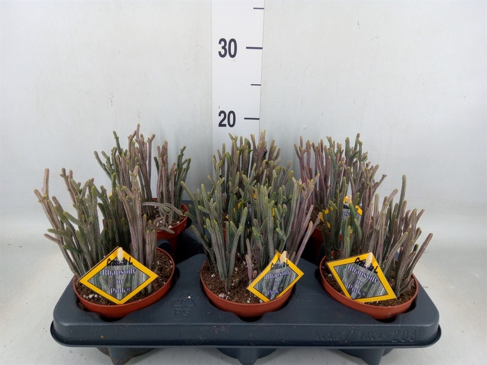 <h4>Crassula   ...</h4>
