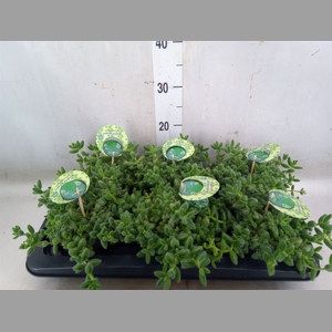 Delosperma echinatum