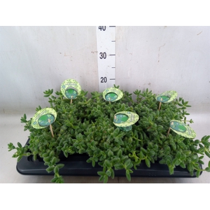 Delosperma echinatum