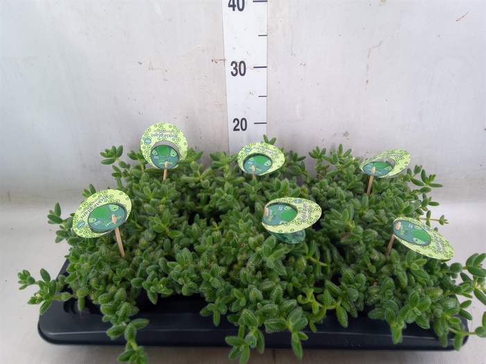 <h4>Delosperma echinatum</h4>