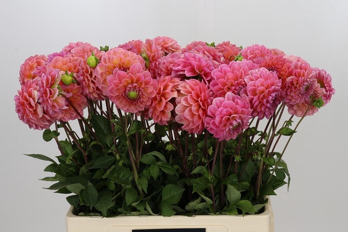 <h4>Dahlia Linda's Baby</h4>