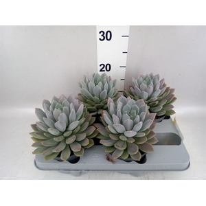 Pachyphytum  'Draco'