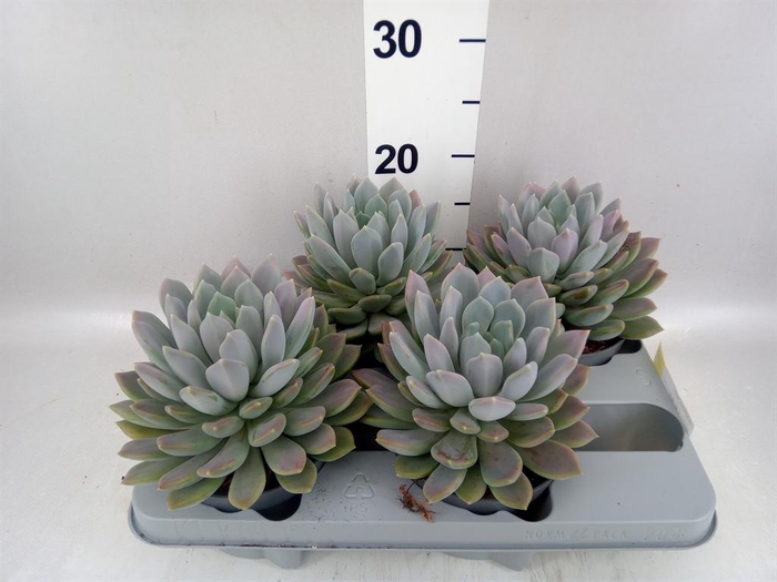 <h4>Pachyphytum  'Draco'</h4>