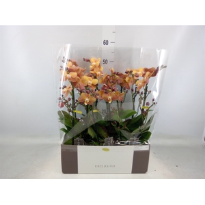 Phalaenopsis multi.   ...orange