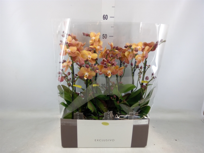 <h4>Phalaenopsis multi.   ...orange</h4>