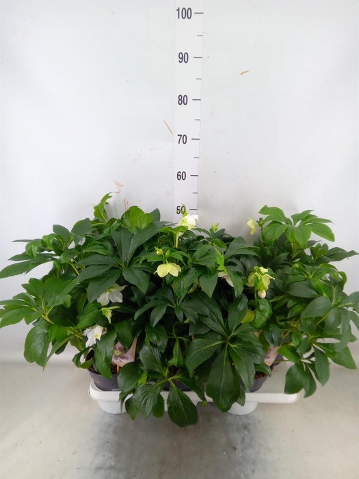 <h4>Helleborus ori.</h4>