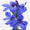 Delph En Belladonna Volkerfrieden Oriental Blue