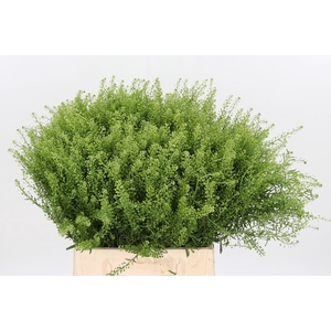 Lepidium Vir. Gwelo Green