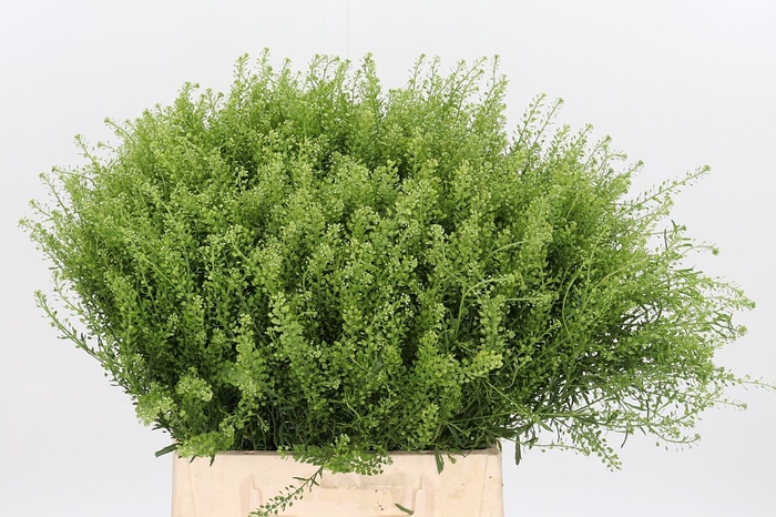 <h4>Lepidium Vir. Gwelo Green</h4>