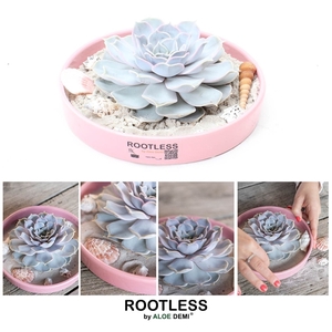 ROOTLESS Echeveria lilacina Ibiza, pink bowl