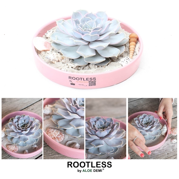 <h4>ROOTLESS Echeveria lilacina Ibiza, pink bowl</h4>