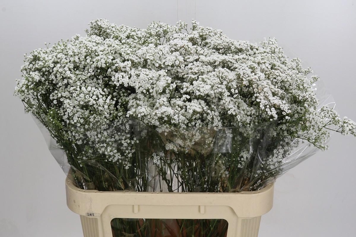 <h4>Gyps Million Stars</h4>