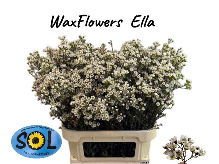 <h4>CHAME UN ELLA</h4>