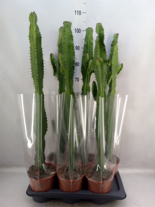 <h4>Euphorbia acrurensis</h4>