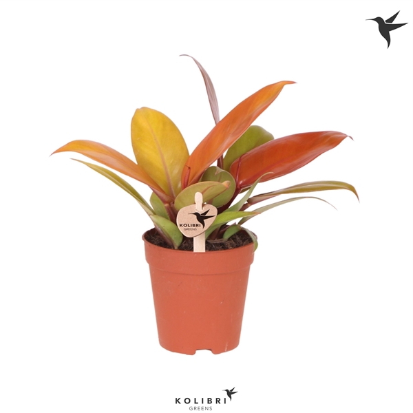 <h4>Kolibri Greens Philodendron Ruby red</h4>