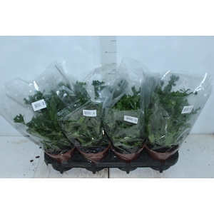ASPLENIUM LESLIE P15
