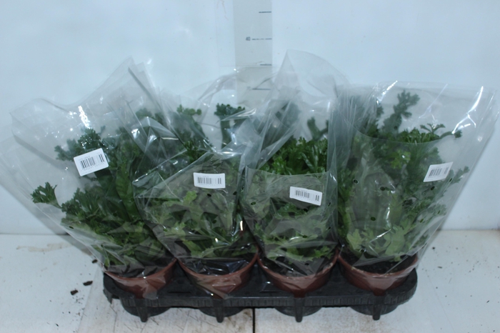 <h4>ASPLENIUM LESLIE P15</h4>
