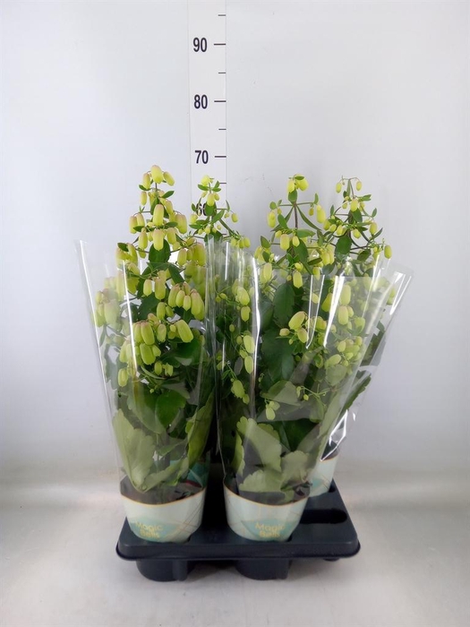 <h4>Kalanchoe  'Magic Bell'</h4>