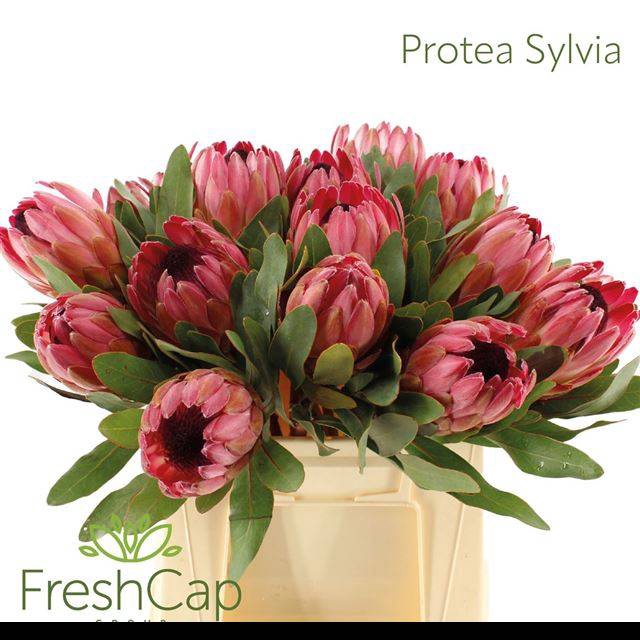 <h4>PROTEA SYLVIA</h4>