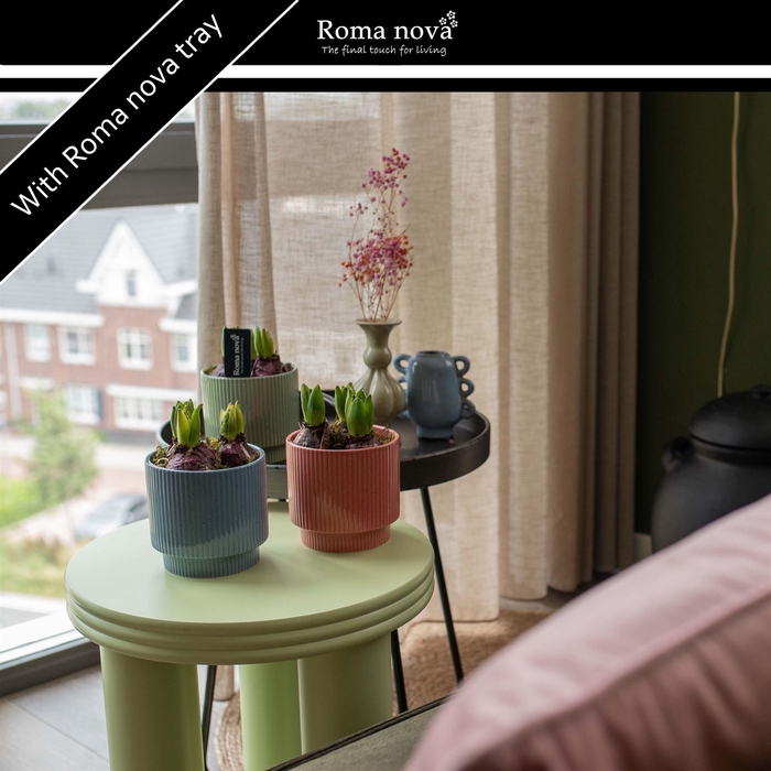 <h4>Arr.  Hyacinthus L%</h4>