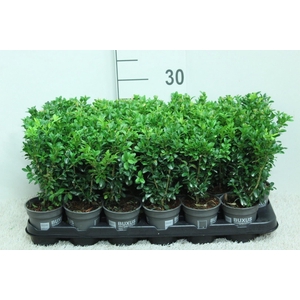 Buxus semp.   ...