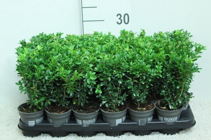 Buxus semp.   ...