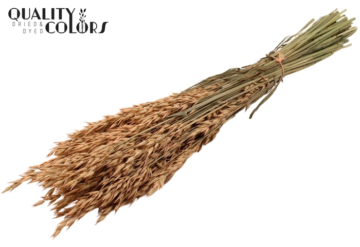 <h4>Avena per bunch Frosted Salmon</h4>