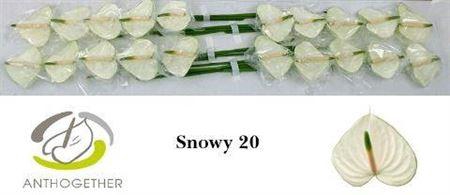 <h4>Anth A Snowy</h4>