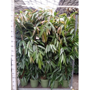 Ficus binn. 'Amstel King'