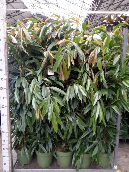 <h4>Ficus binn. 'Amstel King'</h4>