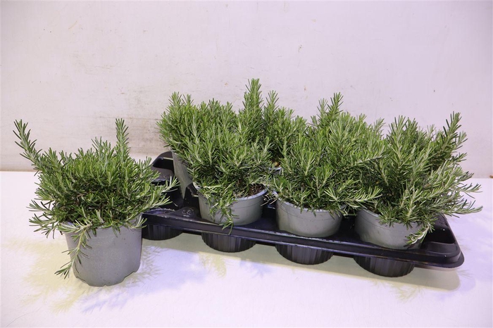 <h4>Rosmarino Off Hang</h4>