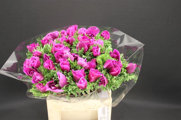 Anem Z Mistral Lila/orchid