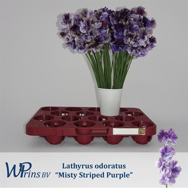 <h4>LATHYR MIST STR PURP</h4>