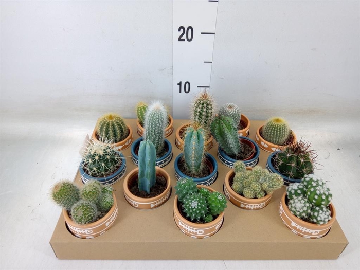 <h4>Cactus   ...</h4>