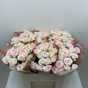 Rosa TR 'Happy Wedding' BRAAM