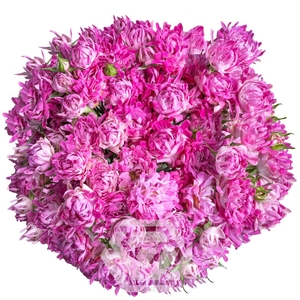 R TR #PINK Tessa
