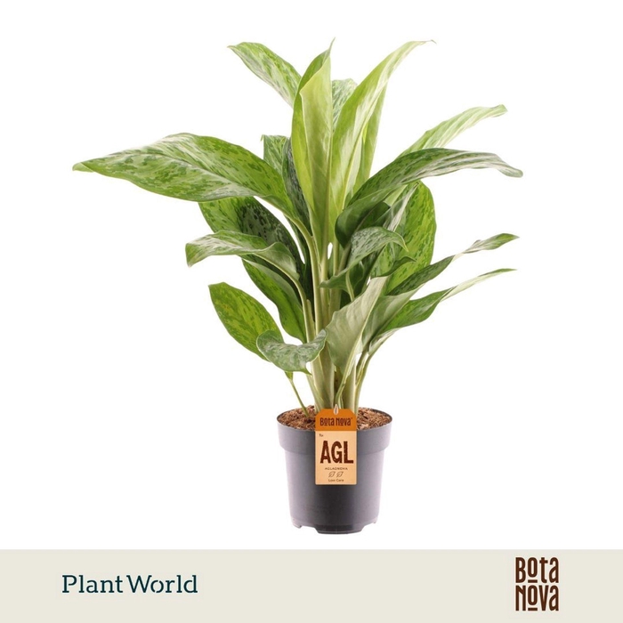 <h4>Aglaonema Greenlight</h4>