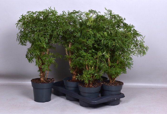 <h4>POLY FRUTICOSA</h4>