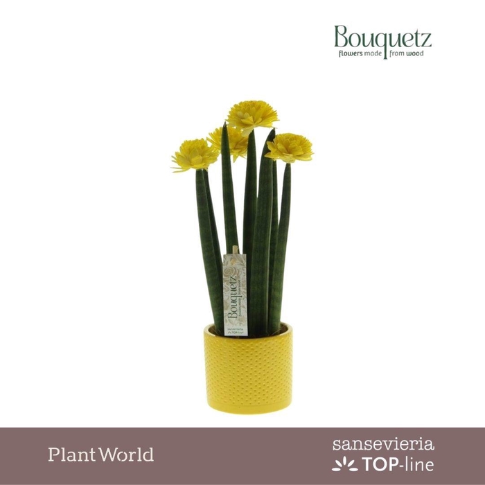 <h4>Sansevieria TOP-line Bouquetz Yellow in Dots keramiek</h4>