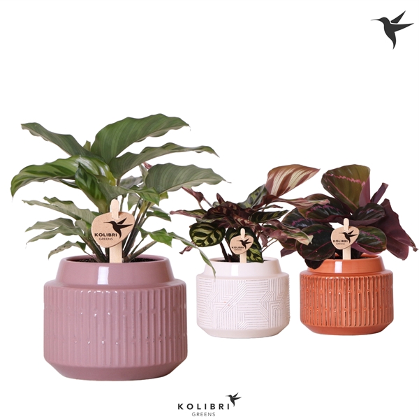 <h4>Kolibri Greens Calathea mix in Maze pot mix</h4>