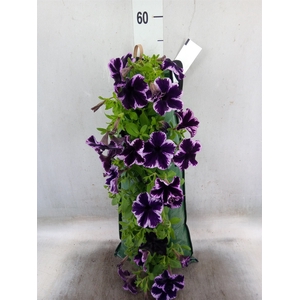 Petunia  'Surfinia'   ...