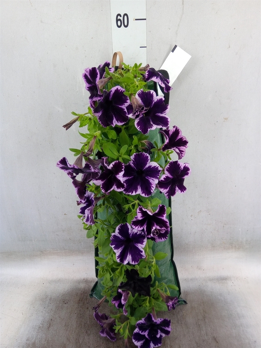 <h4>Petunia  'Surfinia'   ...</h4>