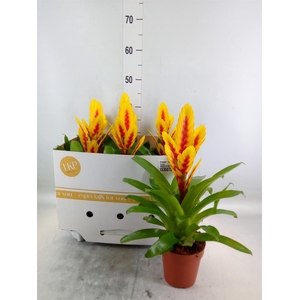 Vriesea  'Intenso Yellow Flame'